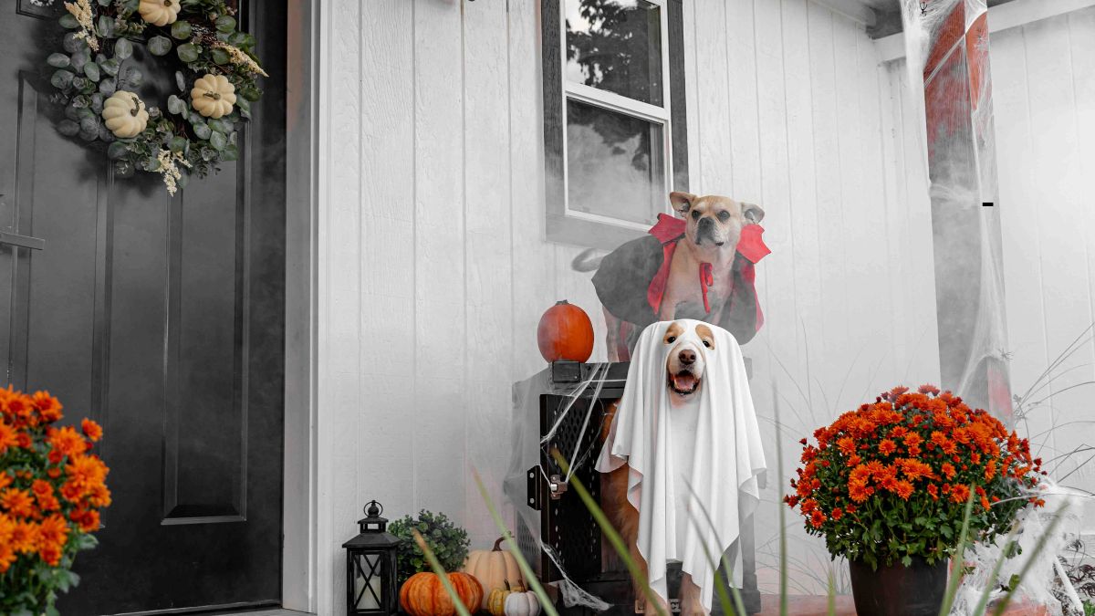 250 Things To Do On Halloween With Boyfriend
